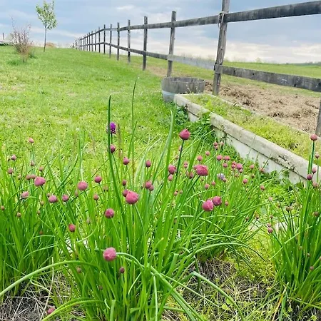 Ferienhaus Mimi Vendeghaz Balatonlelle